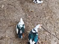 Geese — புகைப்படம் 4