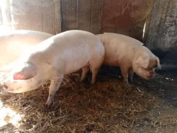 Sow, Pigs