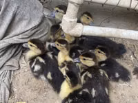 Ducks — फ़ोटो 2
