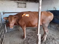 İnək, Red Estonian cattle — foto 1