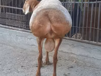 Baran, Saryarka sheep — zdjęcie 4