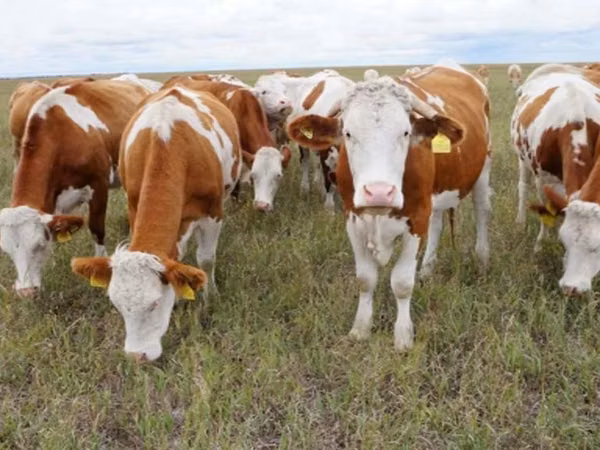 Býk, Simmental cattle — Rusko