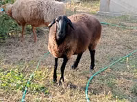 Qoyun, Kazakh fat-tailed coarsewool sheep — foto 1