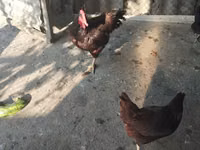 Australorp — zdjęcie 5