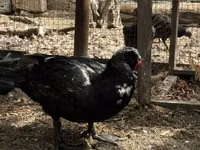 Ducks — foto 1
