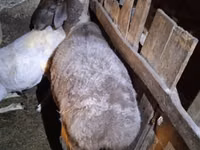 Qoʻy, Adal sheep — 3-rasm