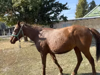 فرس, Kazakh horse — الصورة 5