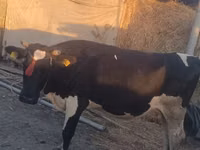 Vache, Yak sauvage — photo 1