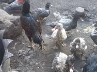 Chickens — 写真 3
