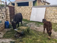 İnek, Simmental cattle — foto 7