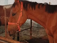 At, Manipuri pony — foto 7
