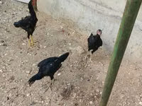 Chickens — 写真 1