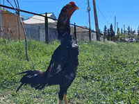 Chickens — foto 4