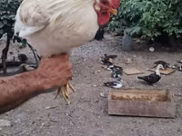 Chickens — Foto 1