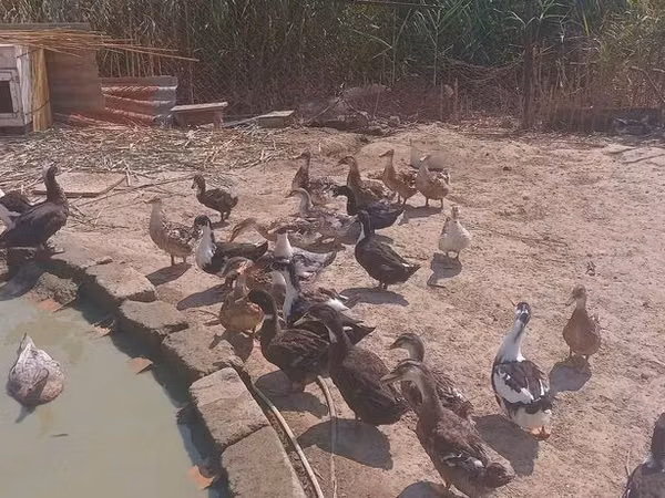 Ducks