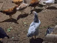 Chickens — foto 4