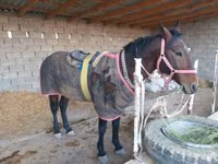 حصان, Karabakh horse — الصورة 3