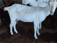 雌ヤギ, Saanen goat — 写真 2
