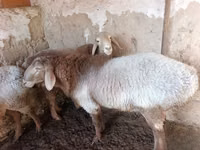 Ovejas (lote, sexo no especificado), Arashan sheep — foto 5