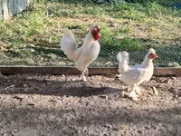 Chickens — foto 2