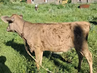 Toro, Swiss cattle — foto 2