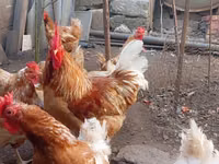 Chickens — zdjęcie 1