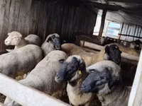 Қошқар, Ile-de-France sheep — 2-сурет