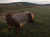 பெண் குதிரை, Australian Pony — புகைப்படம் 1