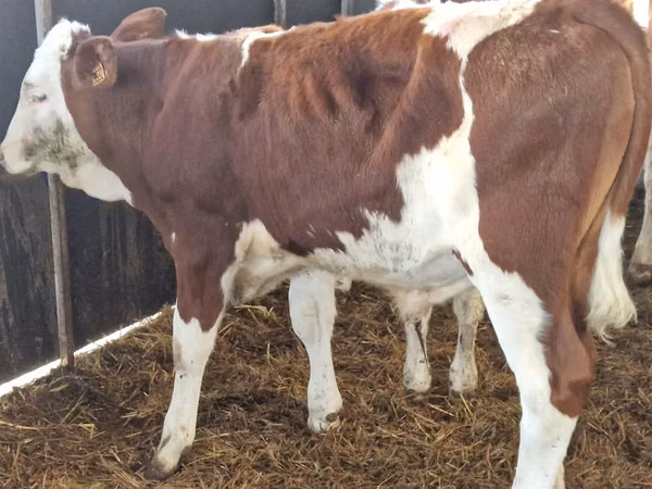 İribuynuzlu mal-qara (partiya, cinsi göstərilməyib), Simmental cattle