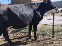 Vaca, Raça Holstein — foto 2
