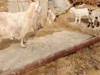 母山羊, Goats — 照片 8