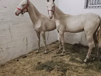 Caballo, Akhal-Teke — foto 4
