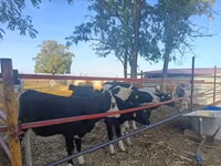 İnek, Russian Black pied cattle — foto 5