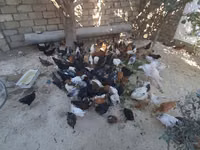 Chickens — zdjęcie 2