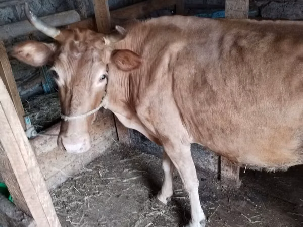 Krava, Simmental cattle