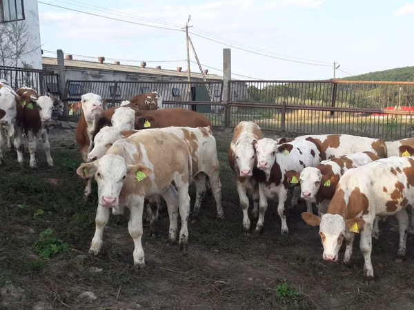 Buqa, Simmental cattle