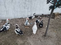 Ducks — foto 8