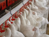 Premixuri pentru păsări şi animale / Премиксы для птиц и животных — foto 3