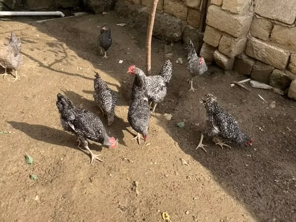 Chickens — Azerbaycan