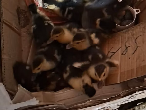 Ducks