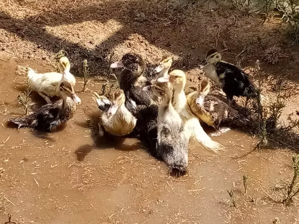 Ducks — أذربيجان