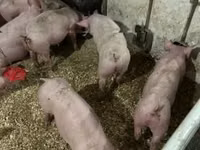 Prasata (šarže, pohlaví neuvedeno) — foto 5
