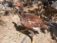 Chickens — Foto 5
