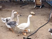 Geese — foto 2