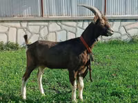 பெண் வெள்ளாடு, Toggenburg goat — புகைப்படம் 3