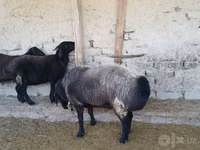 Koç, Edilbay sheep — foto 3