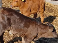 أبقار (دفعة، الجنس غير محدد), Simmental cattle — الصورة 5