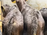 Skot (série, pohlaví neuvedeno), Simmental cattle — foto 7
