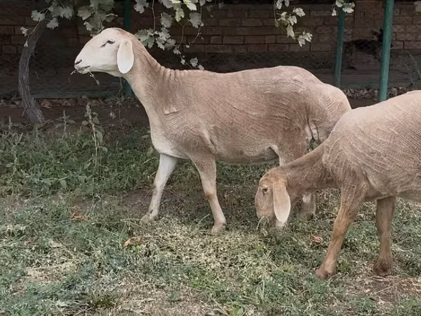 Қой, Arashan sheep