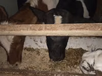 Boğa, Simmental cattle — foto 3